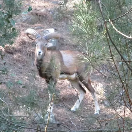 בית כפרי Avalon Traditional Village לימסול