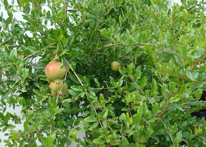 Avalon Traditional Village